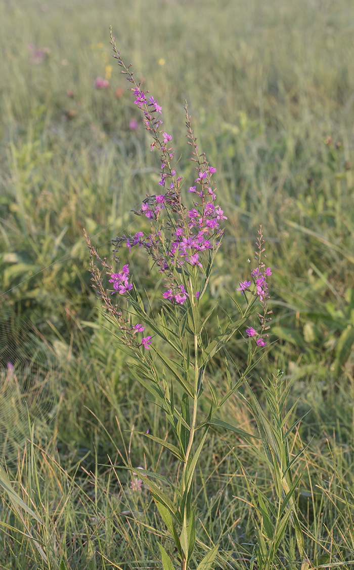 Изображение особи Lythrum virgatum.