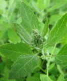 Chenopodium album