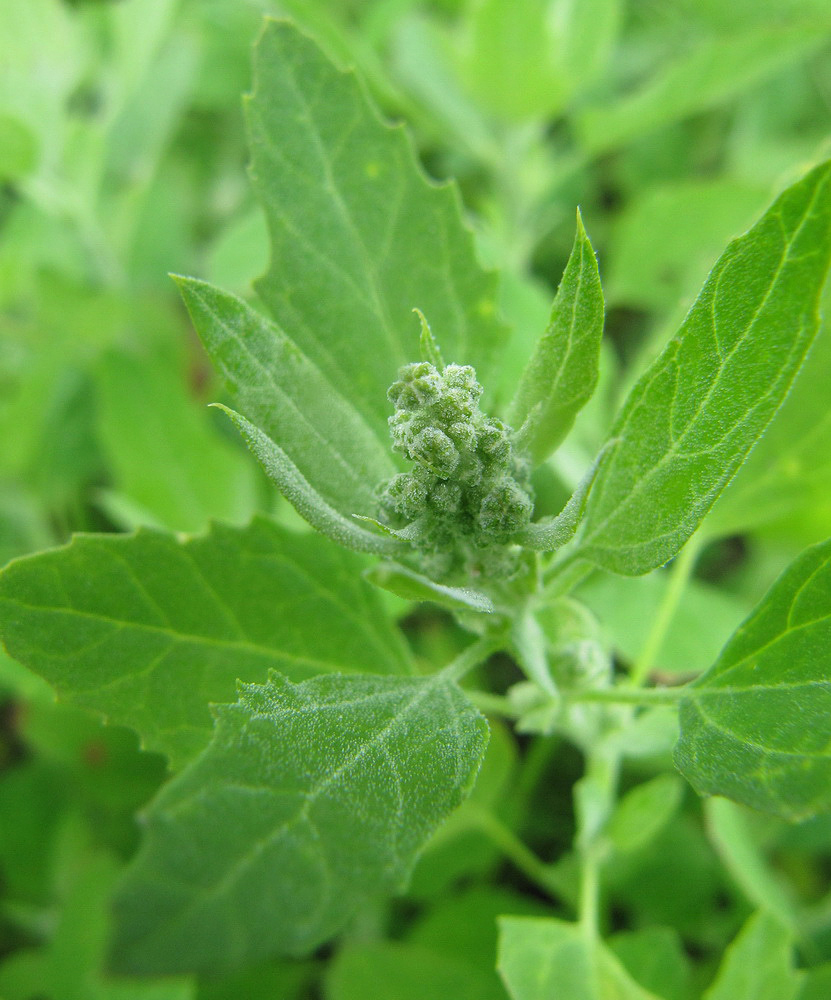 Image of Chenopodium album specimen.