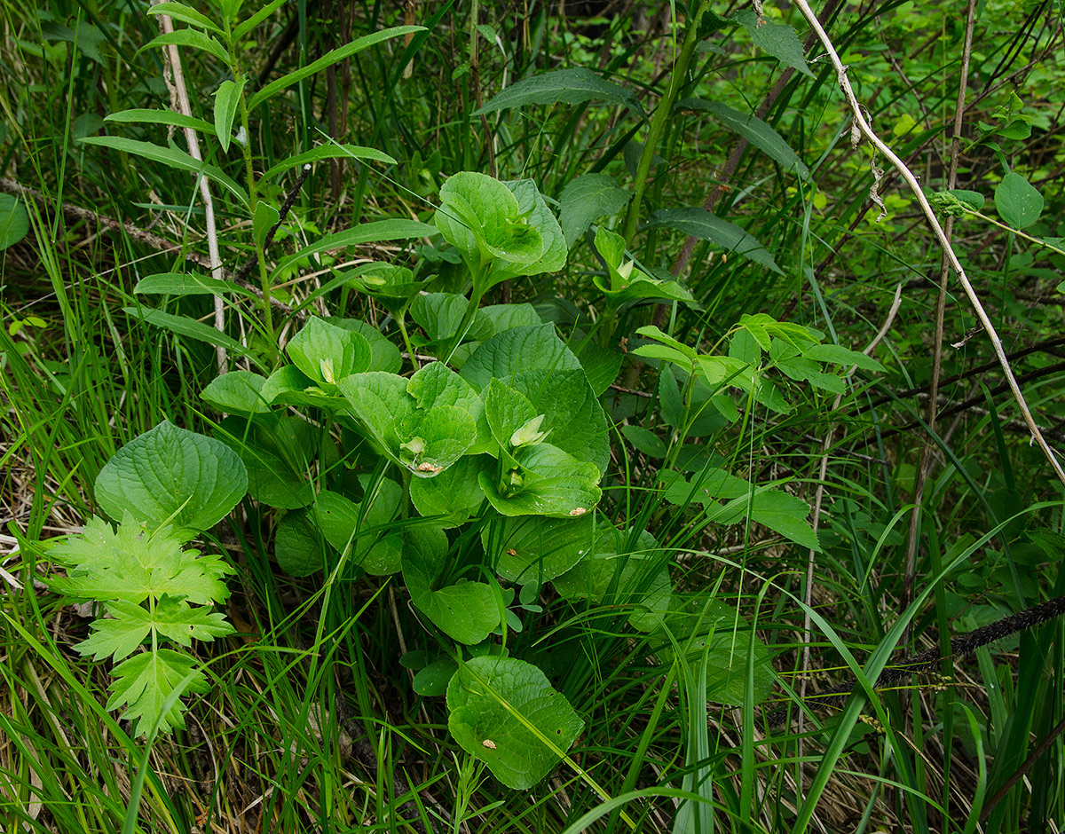 Изображение особи Viola mirabilis.