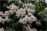 Philadelphus pubescens