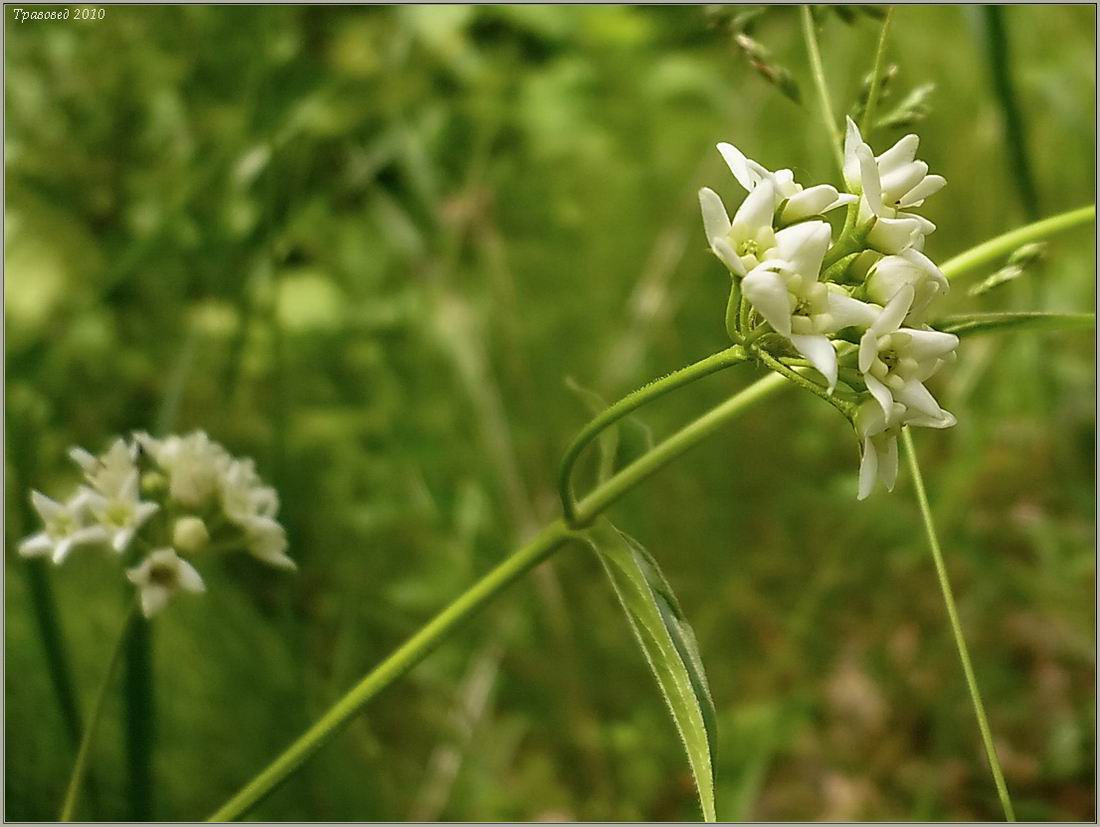 Image of Vincetoxicum hirundinaria specimen.