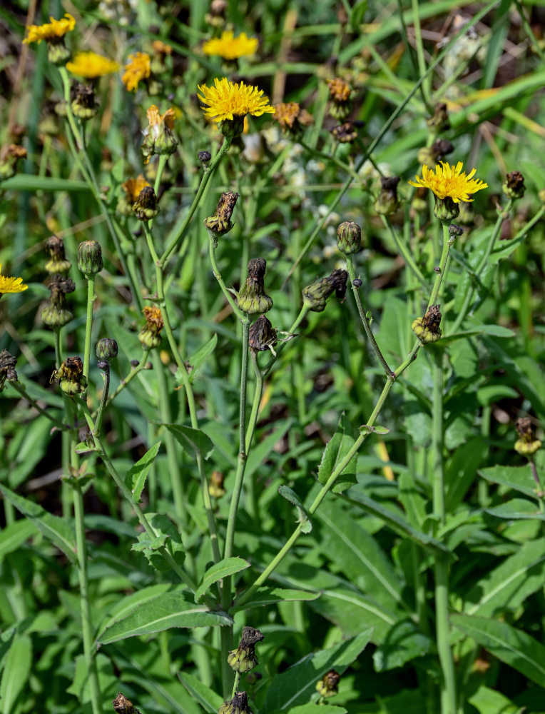 Изображение особи Sonchus arvensis.