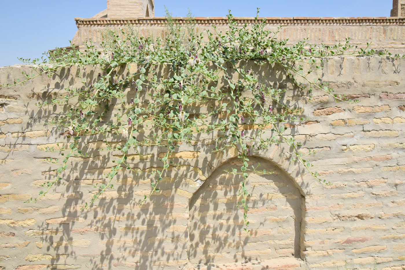 Image of Capparis herbacea specimen.