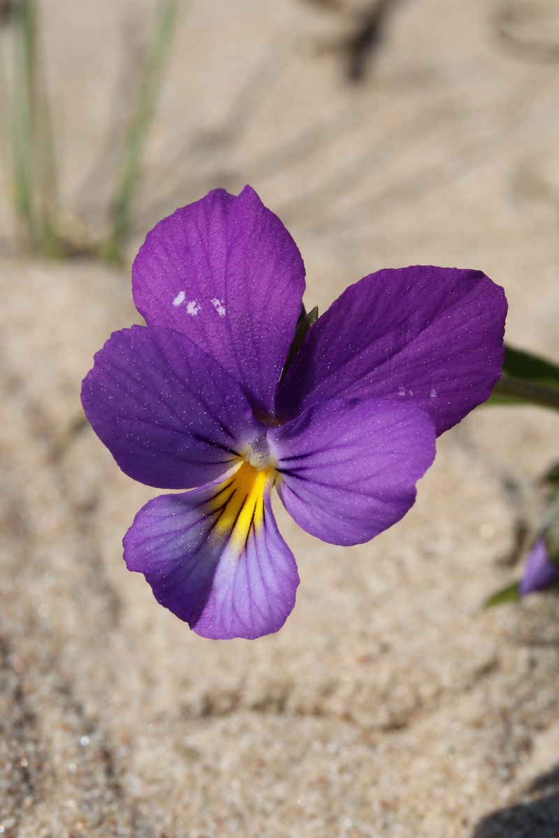 Image of Viola maritima specimen.