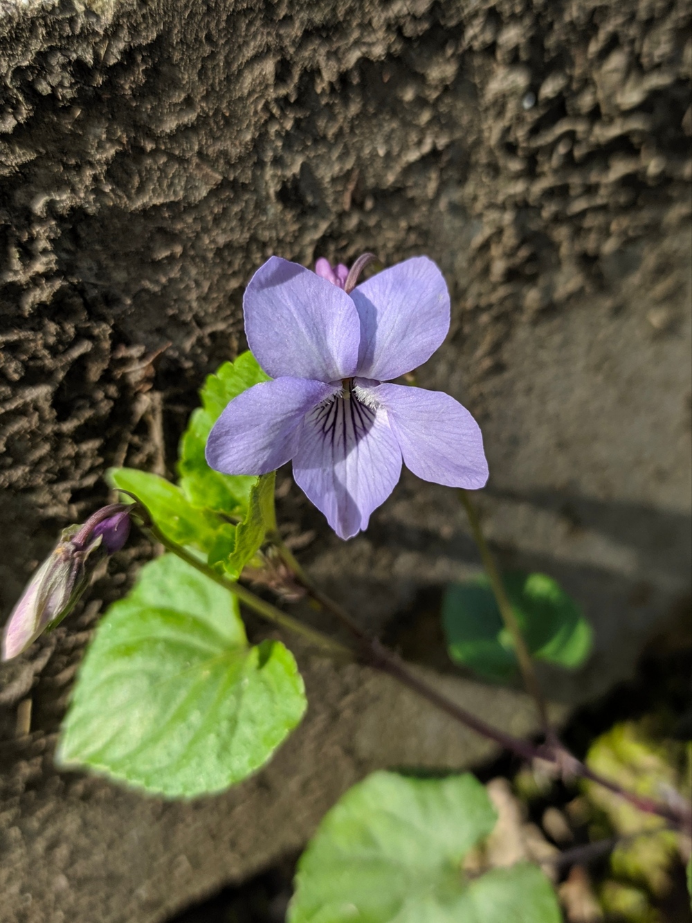 Image of Viola reichenbachiana specimen.