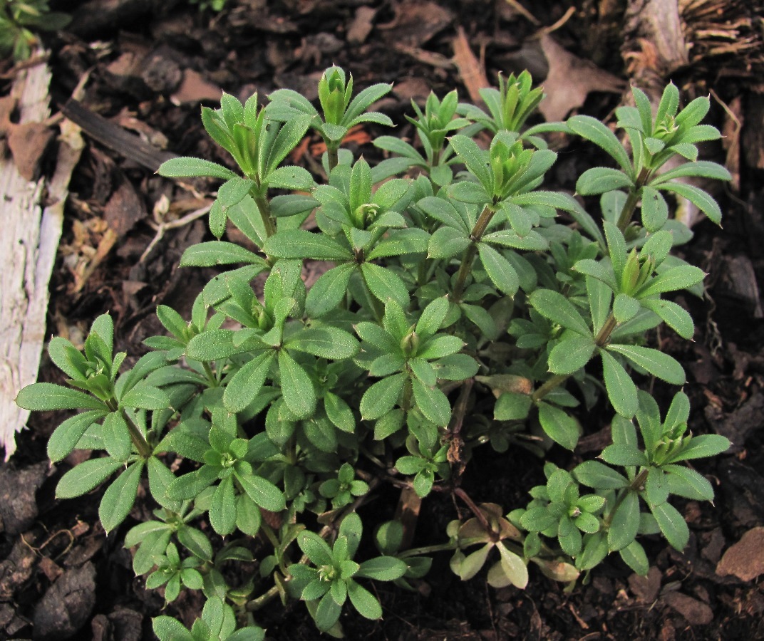 Image of Galium spurium specimen.