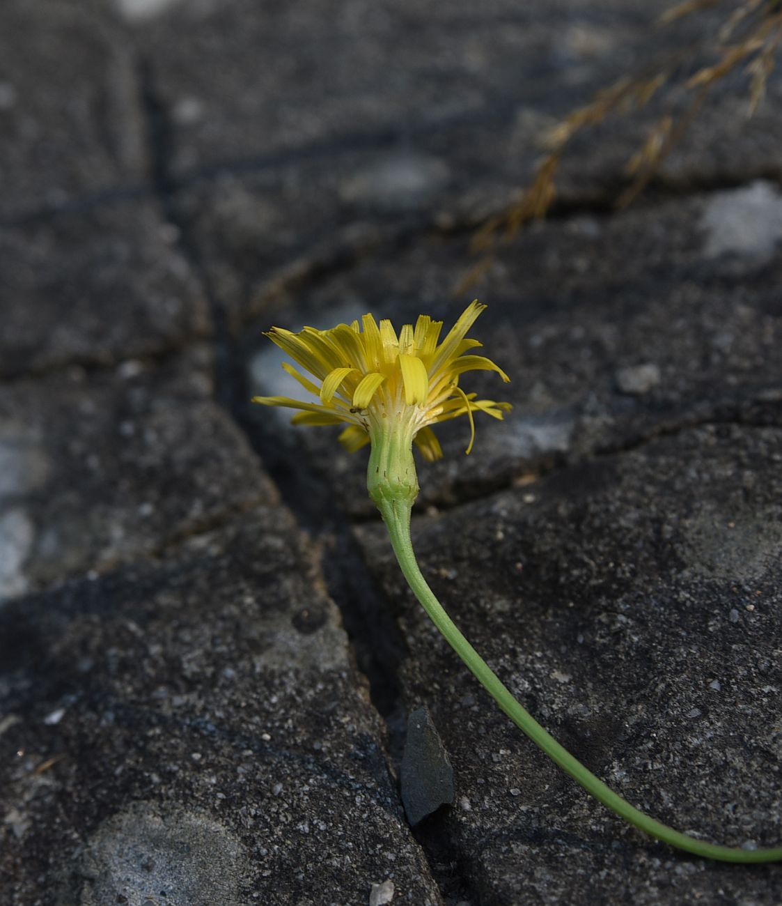 Изображение особи Leontodon hispidus ssp. hastilis.