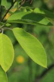 genus Amelanchier. Лист. ч. отцветшие). Санкт-Петербург, Кировский р-н, озеленение бульвара. 26.05.2024.