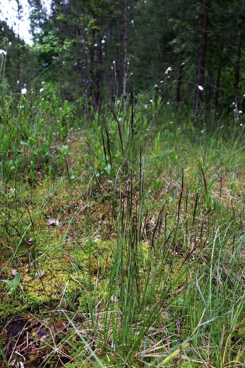 Изображение особи Agrostis canina.