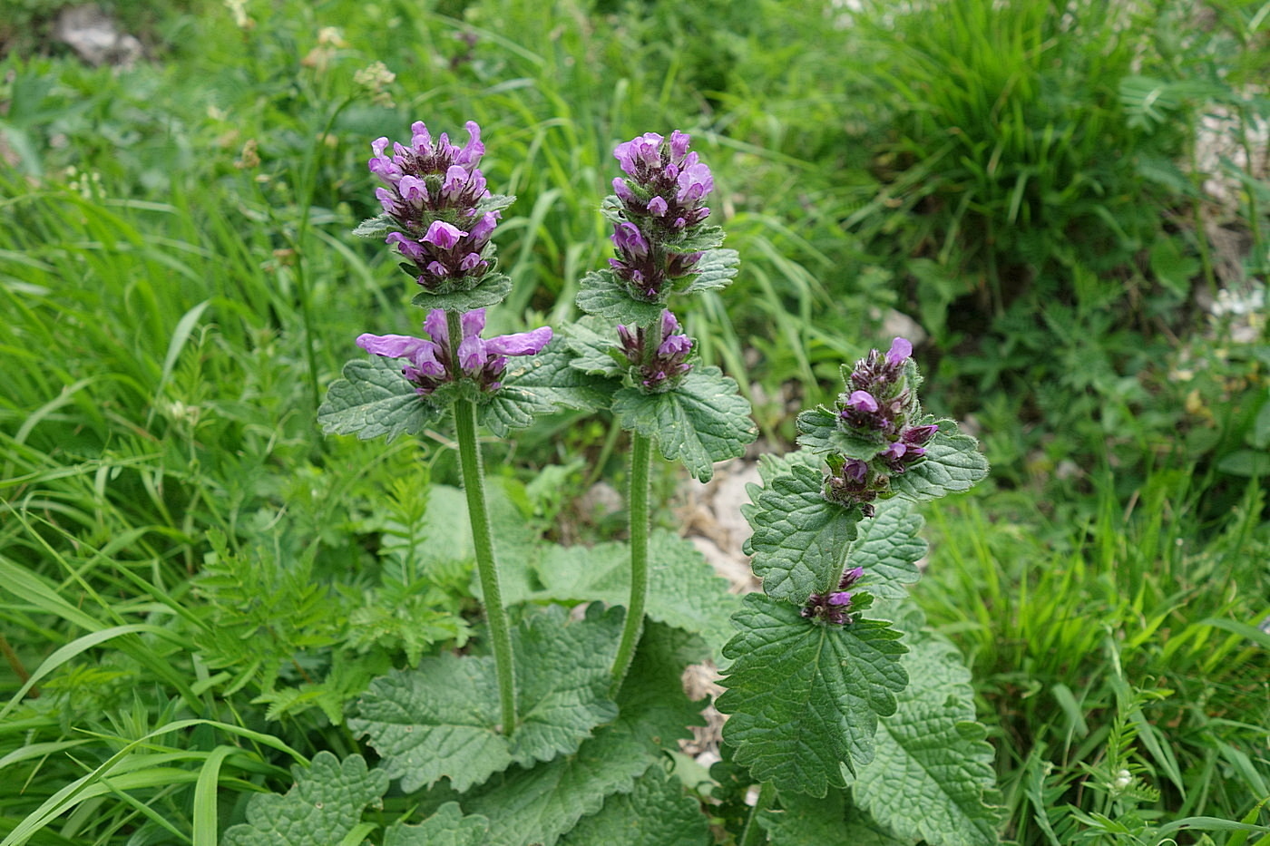 Image of Betonica macrantha specimen.