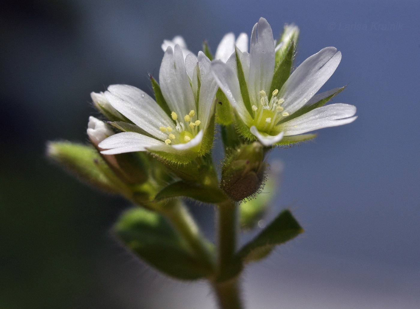 Image of Cerastium holosteoides specimen.