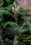 Yucca gloriosa. Верхушка цветущего растения. Грузия, г. Тбилиси, в культуре. 10.06.2023.