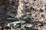 Astragalus breviscapus. Плодоносящее растение. Таджикистан, Горно-Бадахшанская автономная обл., Рушанский р-н, хр. Северо-Аличурский, Ирхтские горы, Сарезское оз., Ирхтский залив, дол. р. Лянгар, каменистый склон. 27 июня 2024 г.