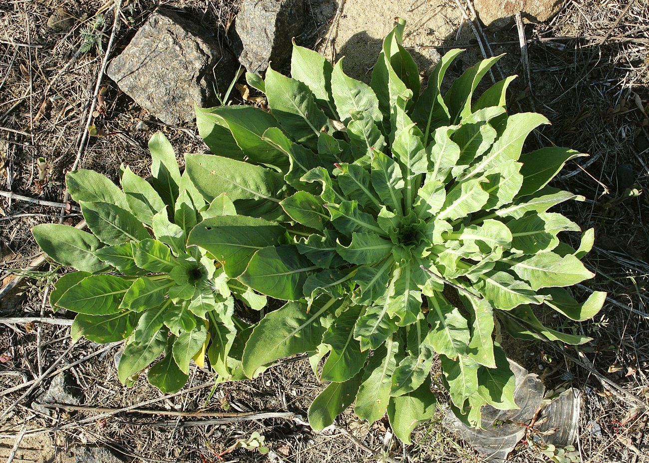 Изображение особи Oenothera depressa.