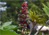 Ricinus communis. Соцветие с женскими цветками и незрелыми плодами. Московская обл., Раменский р-н, окр. дер. Хрипань, садовый участок. 23.08.2024.