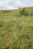 Cirsium eriophorum. Цветущее растение. Липецкая обл., Данковский р-н, окр. деревни Дубки, правый берег р. Дон, луг. 31 июля 2024 г.