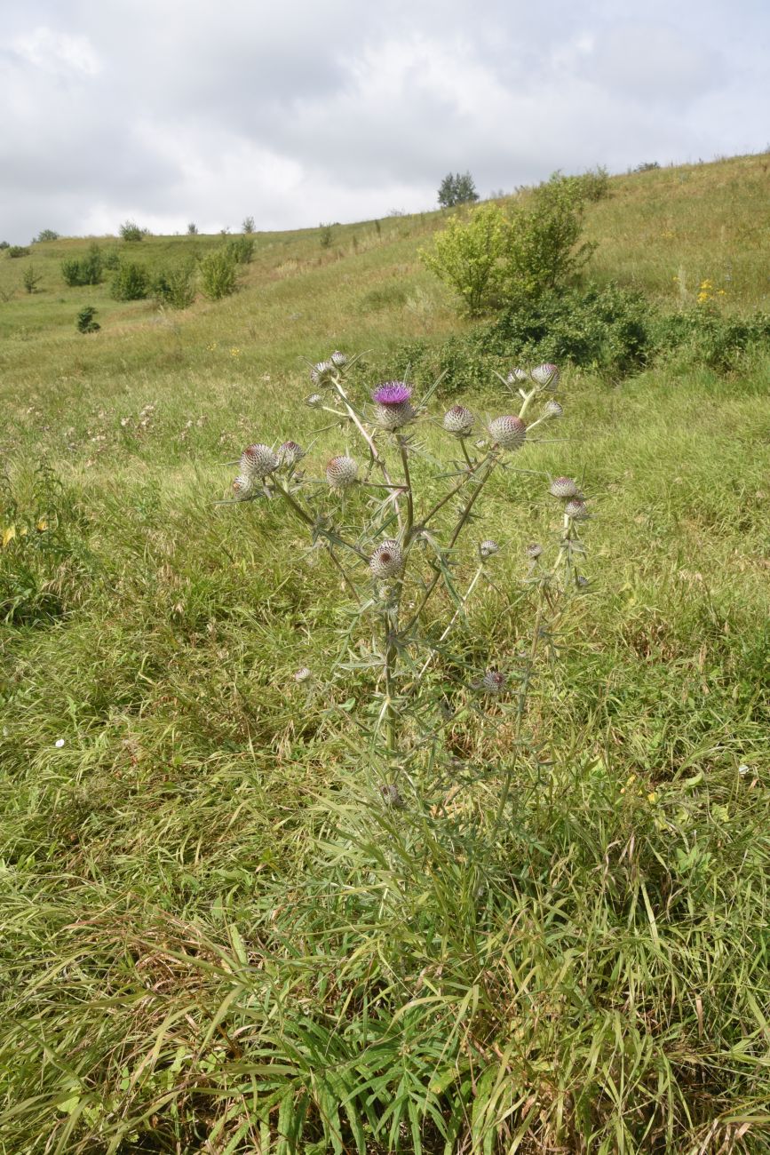 Изображение особи Cirsium eriophorum.