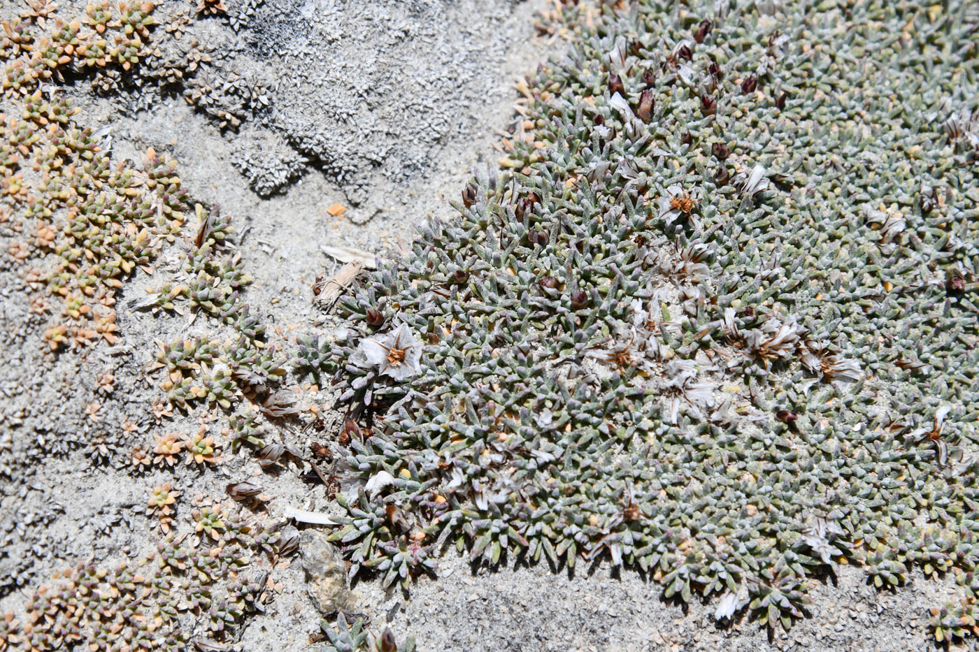 Image of Acantholimon diapensioides specimen.