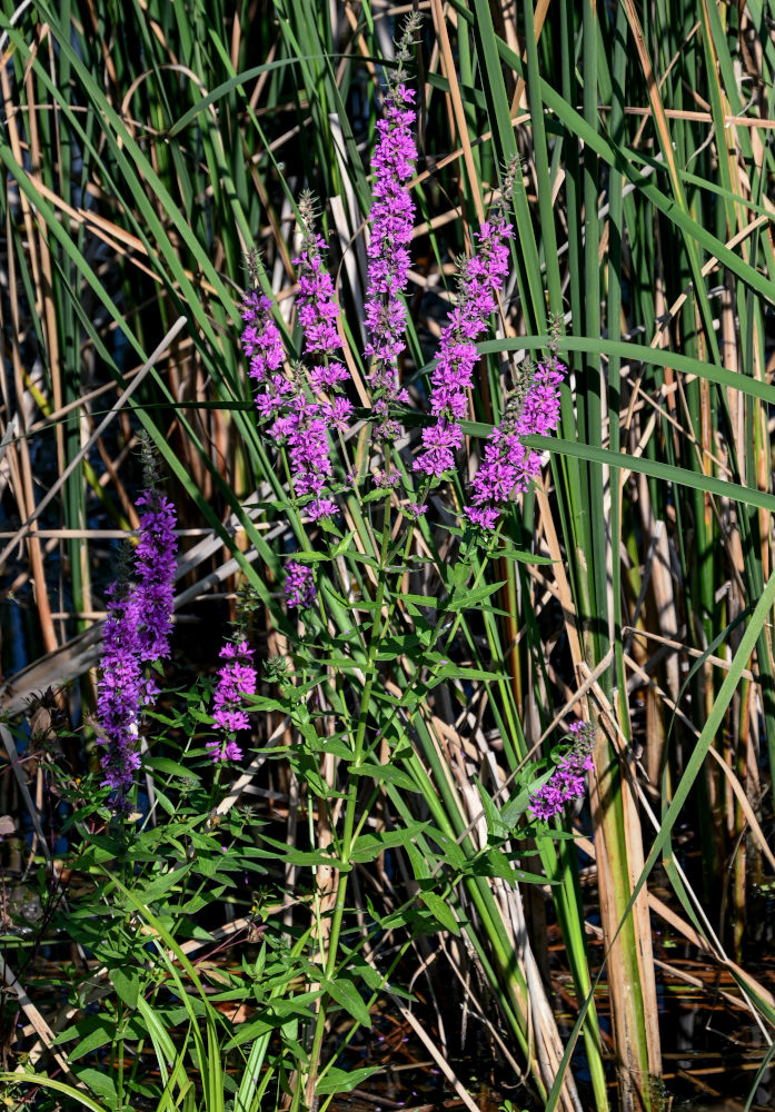 Изображение особи Lythrum salicaria.