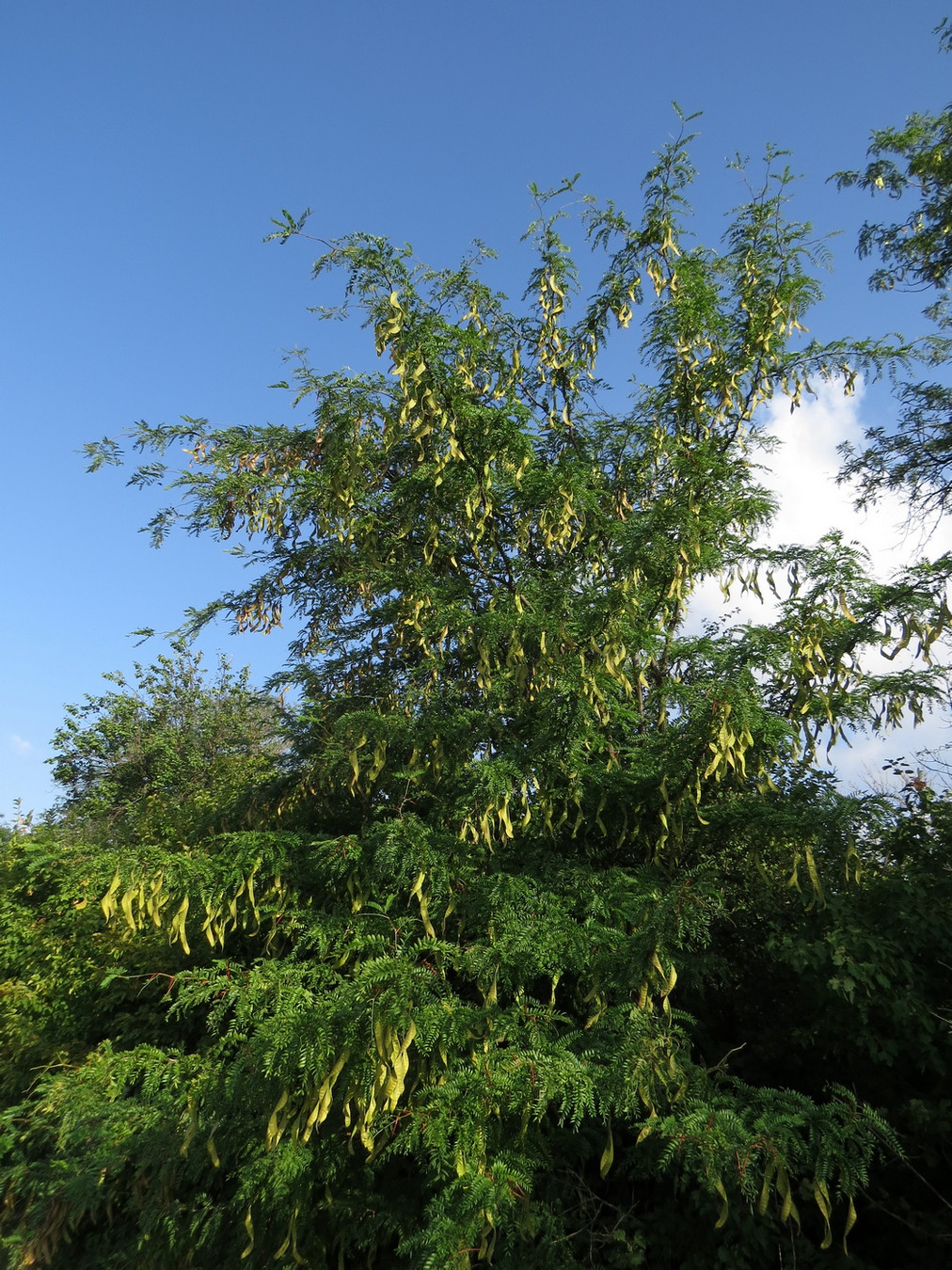 Изображение особи Gleditsia triacanthos.