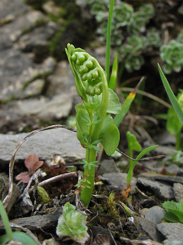 Изображение особи Botrychium lunaria.