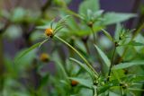 Bidens frondosa. Верхушка побега с соцветием. Московская обл., Пушкинский гор. округ, северо-восточное побережье Учинского водохранилища, у воды. 27.07.2024.