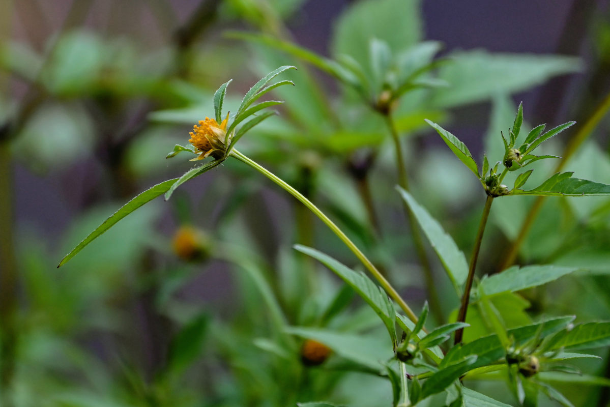 Image of Bidens frondosa specimen.