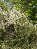 Clematis flammula. Цветущее растение (в сообществе с Styrax officinalis). Турция, пров. Анталья, р-н Кумлуджа, окр. вдхр. Алакыр, обочина дороги, маквис. 31.05.2024.