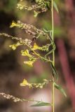 Linaria genistifolia. Часть побега с цветками и завязавшимися плодами. Краснодарский край, г. Сочи, м-р Лазаревское, каменистый склон надпойменной террасы р. Пзезуапсе. 04.11.2024.