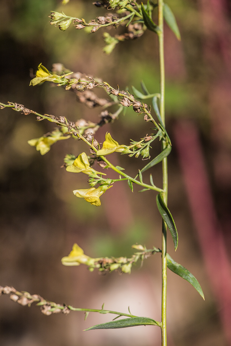 Image of Linaria genistifolia specimen.