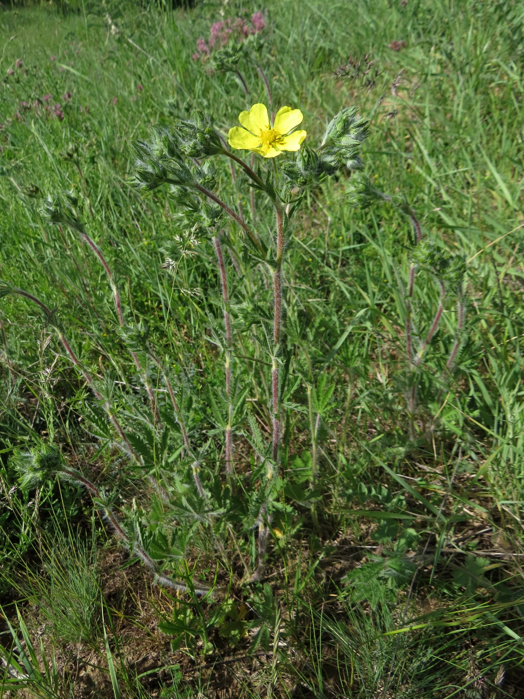 Image of Potentilla pedata specimen.