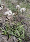 Valeriana tuberosa