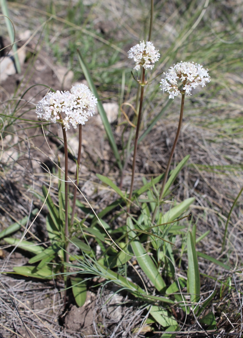 Изображение особи Valeriana tuberosa.