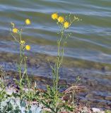 Sonchus arvensis ssp. uliginosus