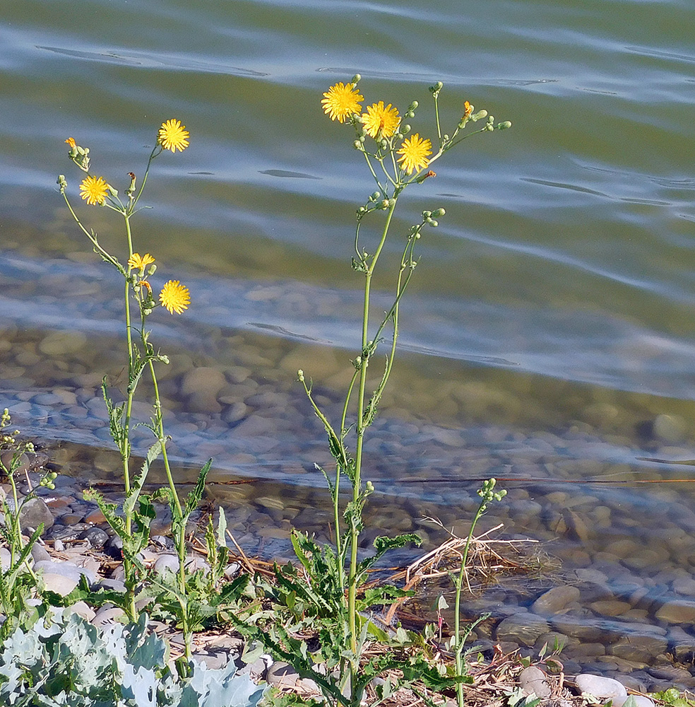 Image of Sonchus arvensis ssp. uliginosus specimen.