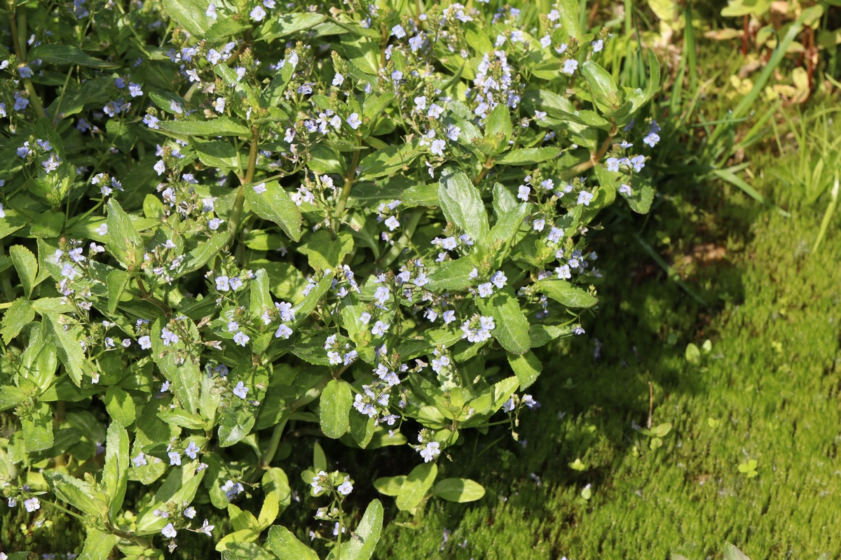 Изображение особи Veronica anagallis-aquatica.