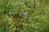 genus Pulsatilla