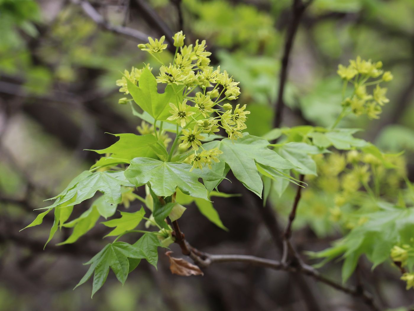 Image of Acer turkestanicum specimen.