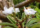 Смотреть изображение Pachypodium lamerei