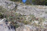 View full-size image Lathyrus setifolius
