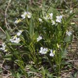 View full-size image Viola accrescens