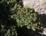 View full-size image genus Juniperus