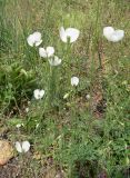 Papaver albiflorum. Цветущие растения на склоне доломитового холма. Венгрия, окр. Будапешта, Будайские горы. 27.04.2010.