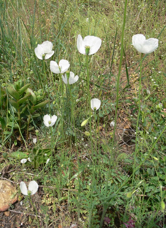 Image of Papaver albiflorum specimen.