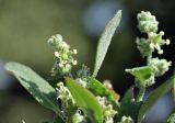View full-size image genus Chenopodium