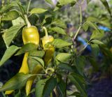 Смотреть изображение Capsicum annuum