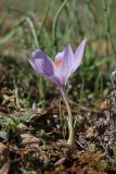 View full-size image Crocus pallasii
