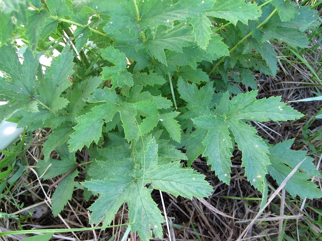 Изображение особи Filipendula stepposa.