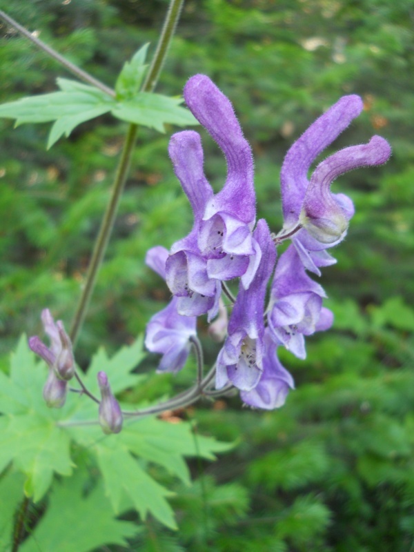 Image of Aconitum septentrionale specimen.